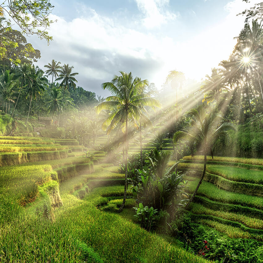 sun light rays through trees beaming on bali rice terraces where women at The Phoenix Retreat can peacefully meditate